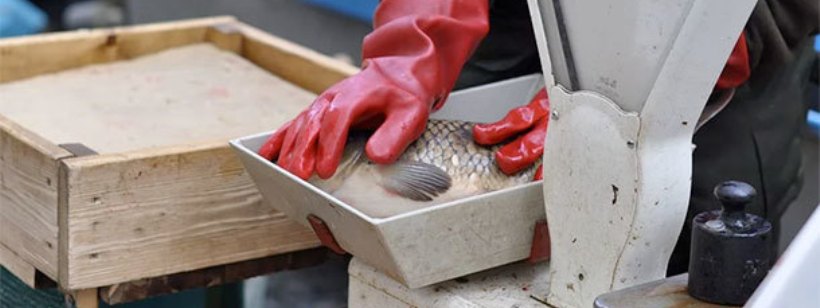 Кои, Костные рыбы