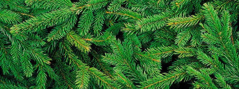 Ель, Лиственница