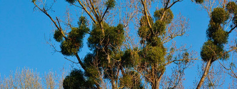 Вязкий альбом