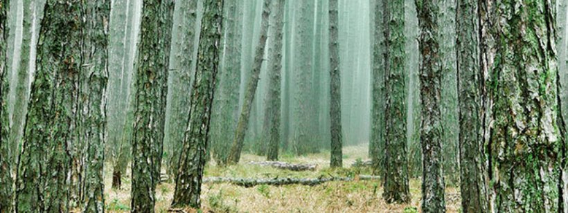 Лес, Дерево