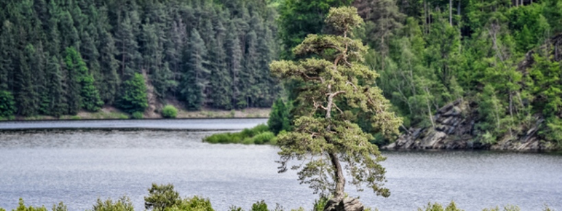 Европейское дерево года