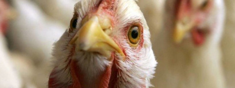 Птичий грипп