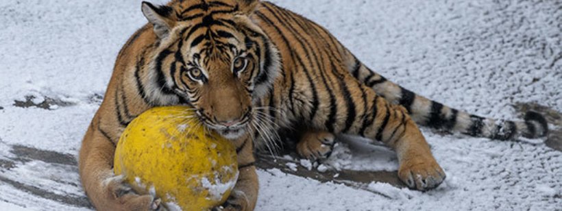 Пражский зоопарк