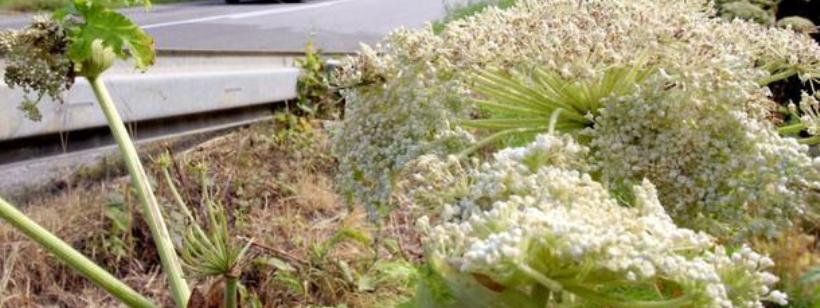 Heracleum sosnowskyi