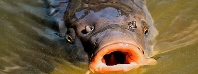 Карп, Сибирский таймень