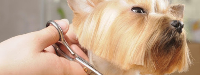 Йоркширский терьер