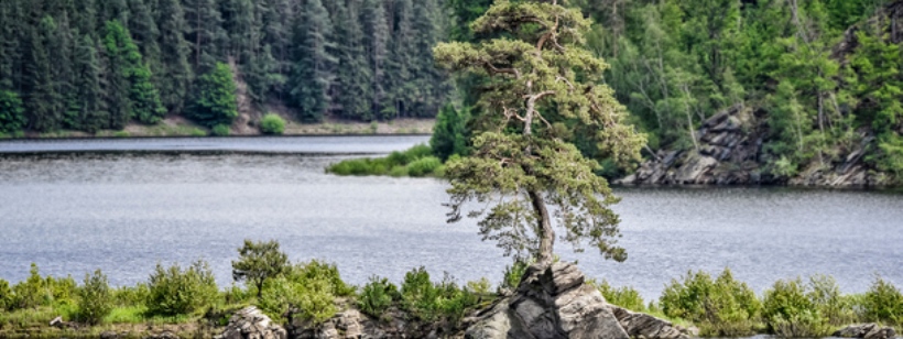 Европейское дерево года