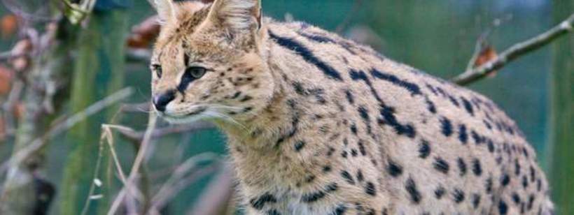 Саванная кошка