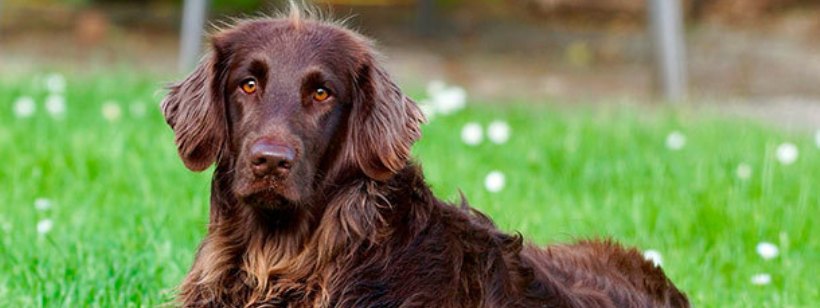 Немецкий длинношерстный пойнтер