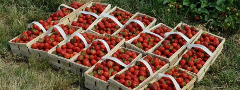 Клубника, Дополнительные фрукты