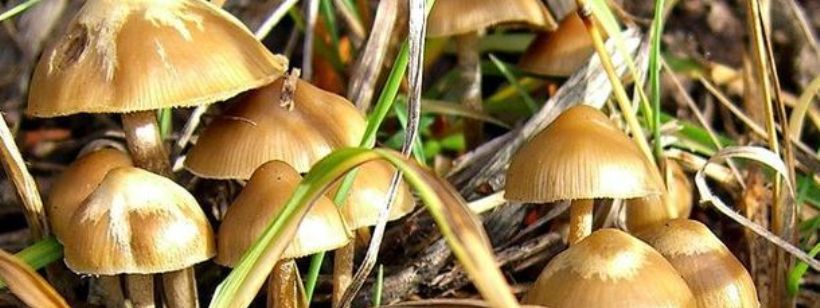 Волшебные грибы