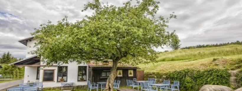 Европейское дерево года