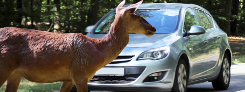 Косуля, Белохвостый олень