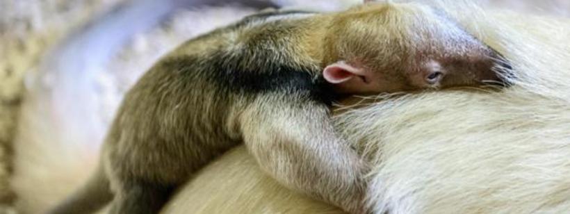 Южный тамандуа