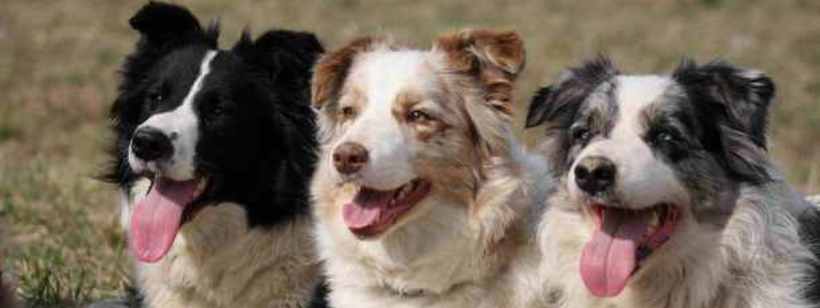 Бордер-колли, Австралийская овчарка