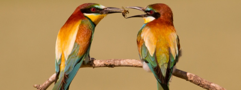 Европейская щурка