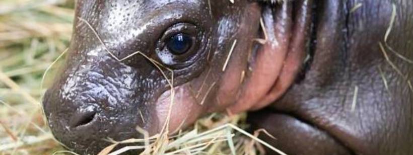 Карликовый бегемот