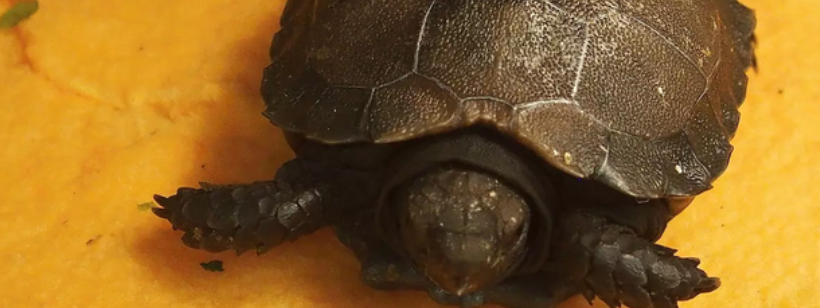 Красноухая черепаха