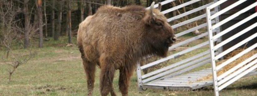 Миловице, Зубр