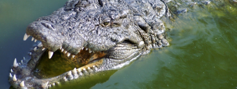 Американский аллигатор