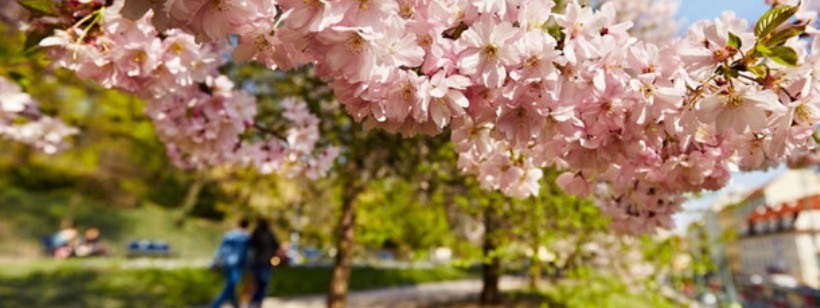 Прага, Цветение сакуры