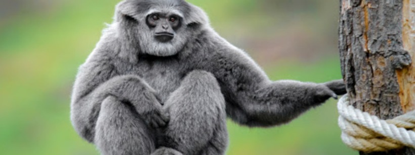 Серебристый гиббон