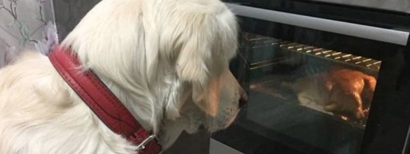 Тибетский терьер