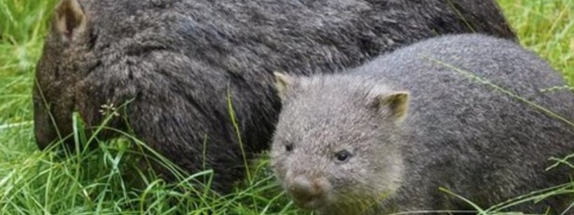 Пражский зоопарк