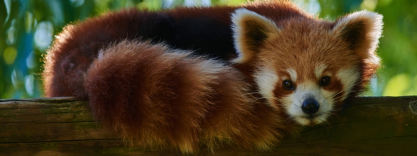 Красная панда