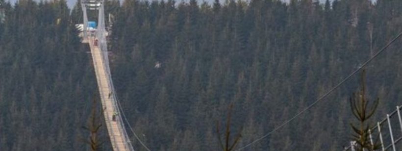 Дерево, Ель