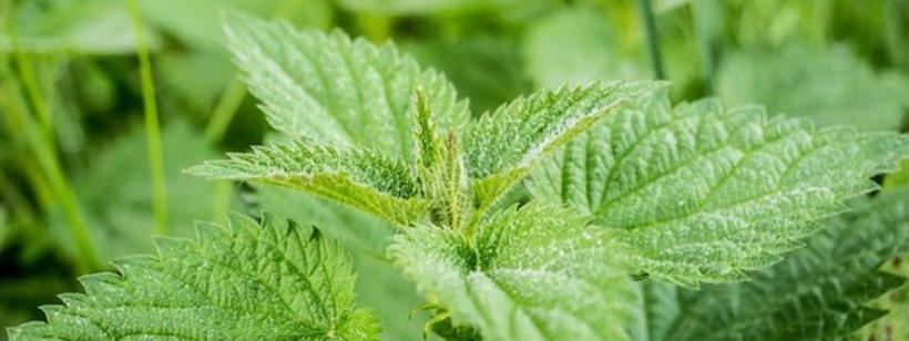 В Чехии супермаркеты начнут торговать крапивой